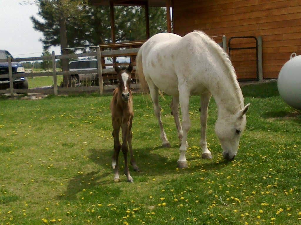Equine Massages in Kalispell, MT Equine Healing Hands